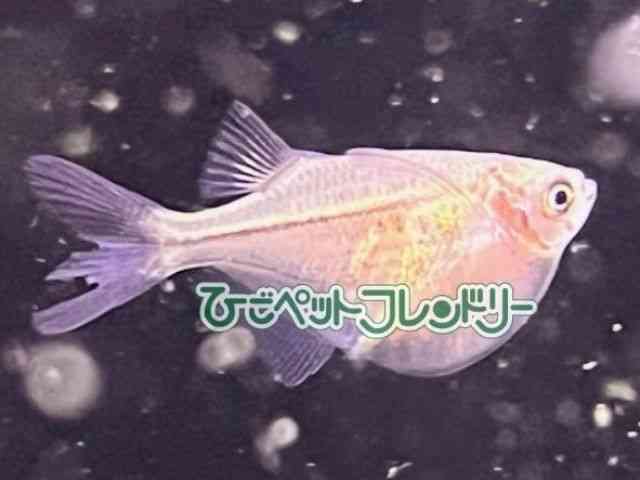 card-img