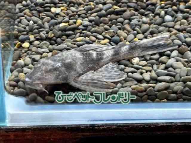 card-img