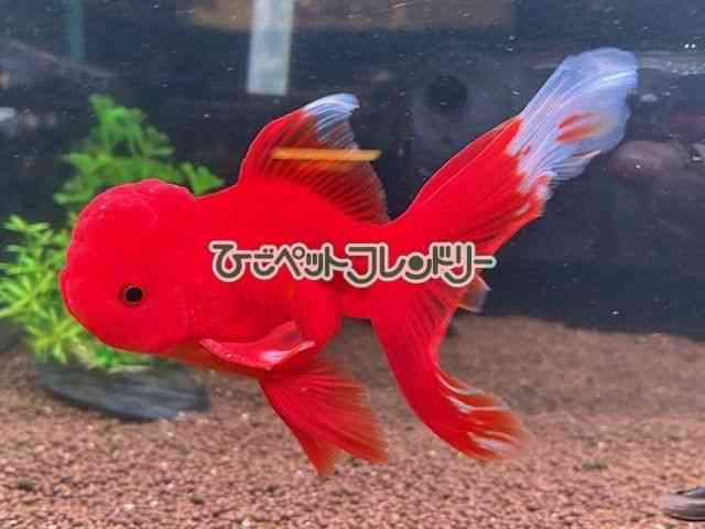 card-img