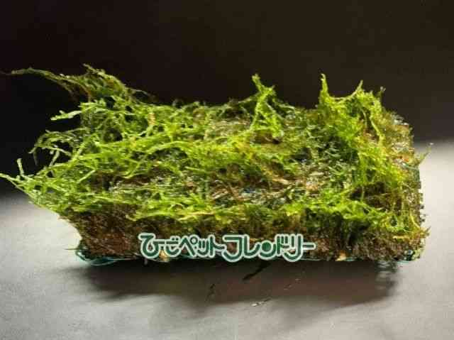 card-img