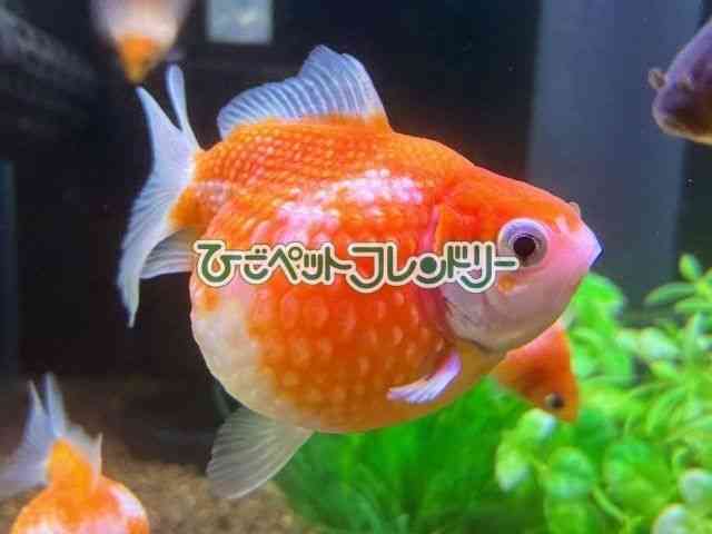 card-img