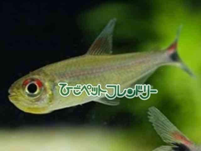 card-img