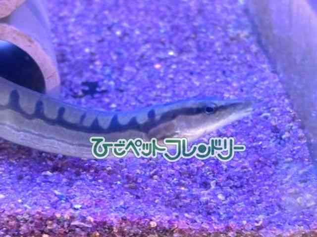 card-img