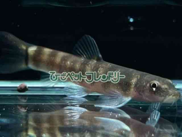 card-img