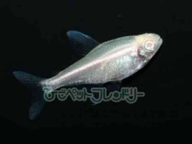 card-img