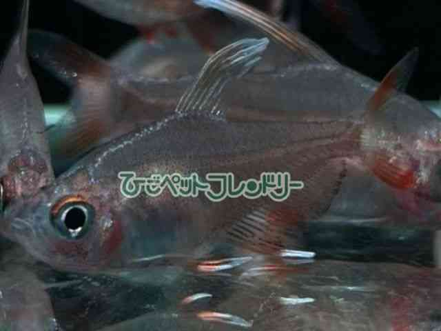 card-img