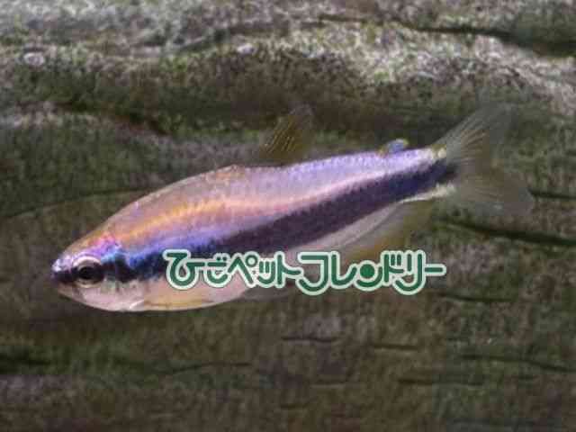 card-img