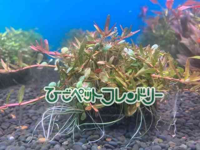 card-img