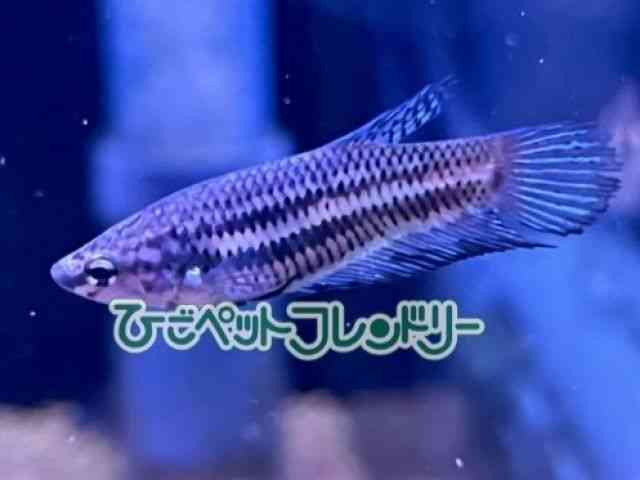 pet image