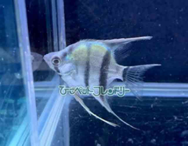 card-img