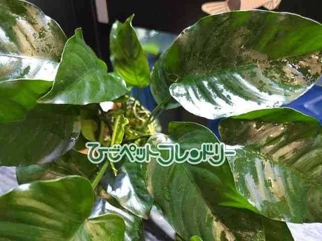 card-img