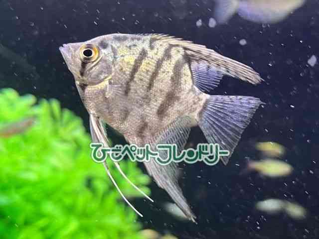 card-img