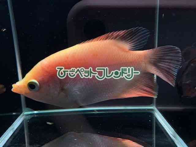 card-img