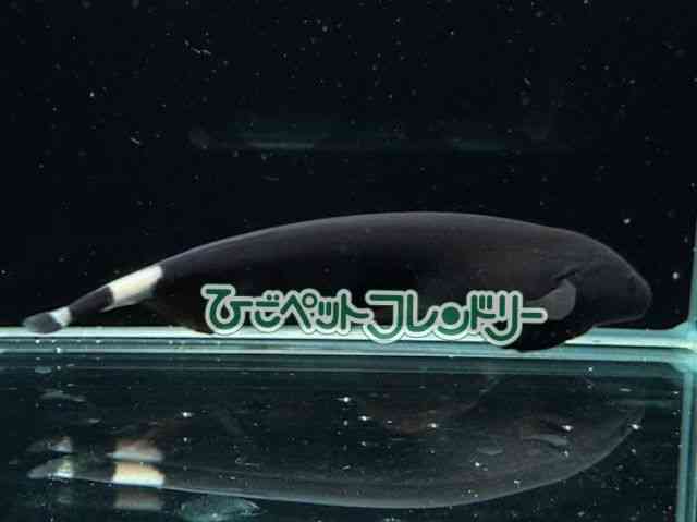card-img