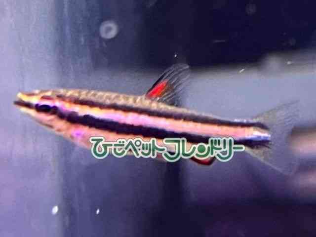 card-img