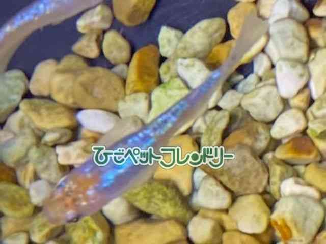 card-img