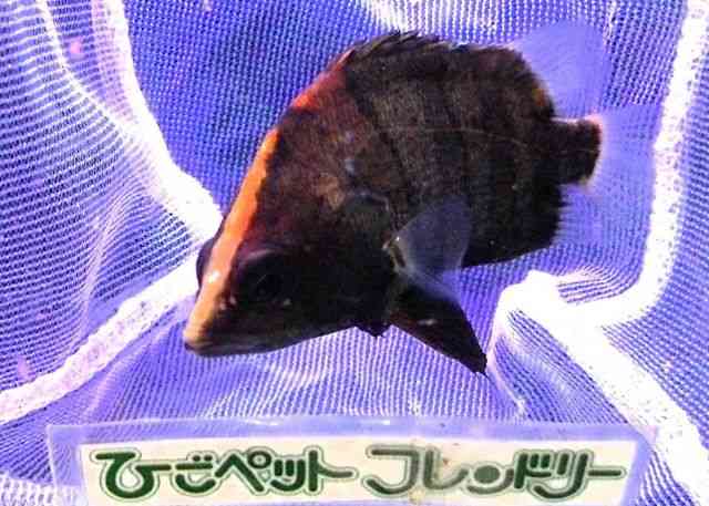 card-img