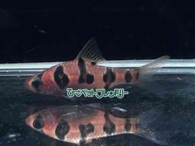 card-img