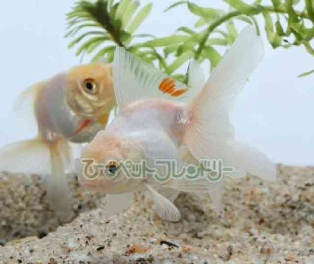 card-img