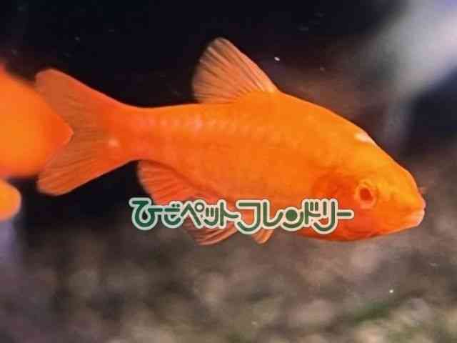 card-img