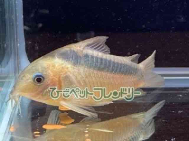 card-img