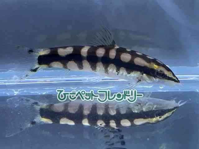 card-img