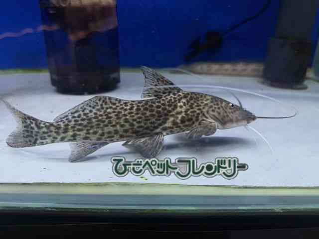 card-img