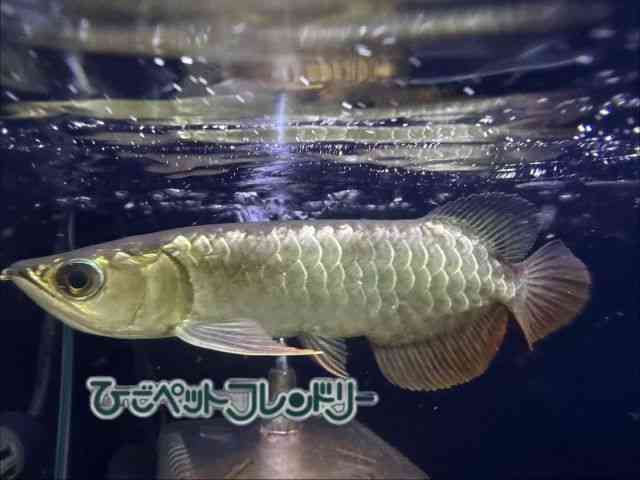 card-img