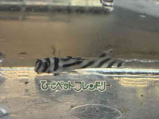 card-img
