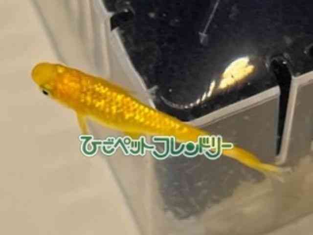 card-img