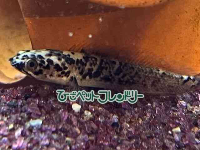 card-img