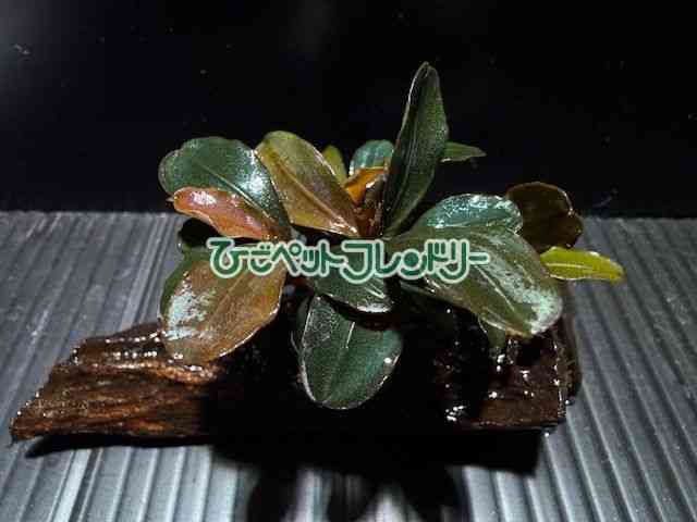 card-img
