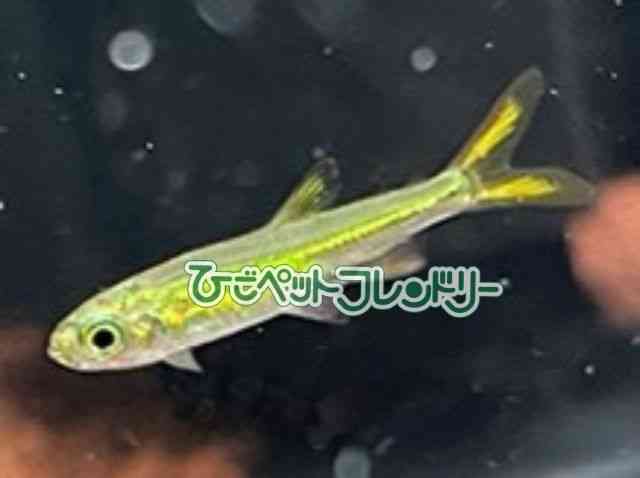 card-img