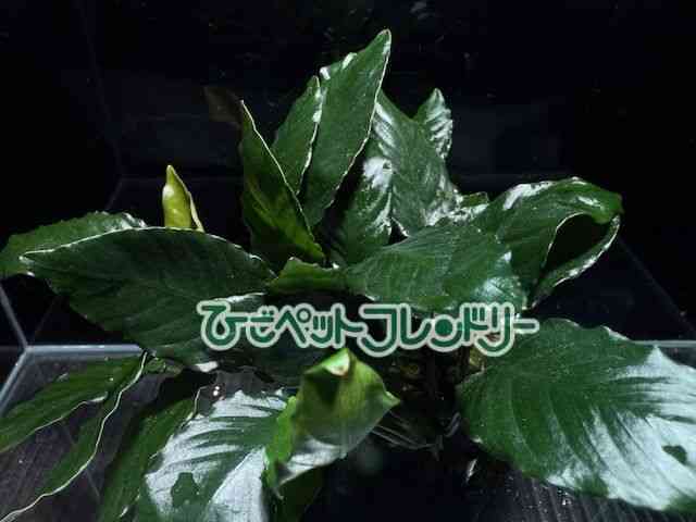 card-img