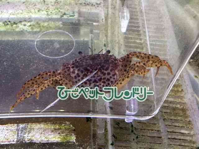 card-img
