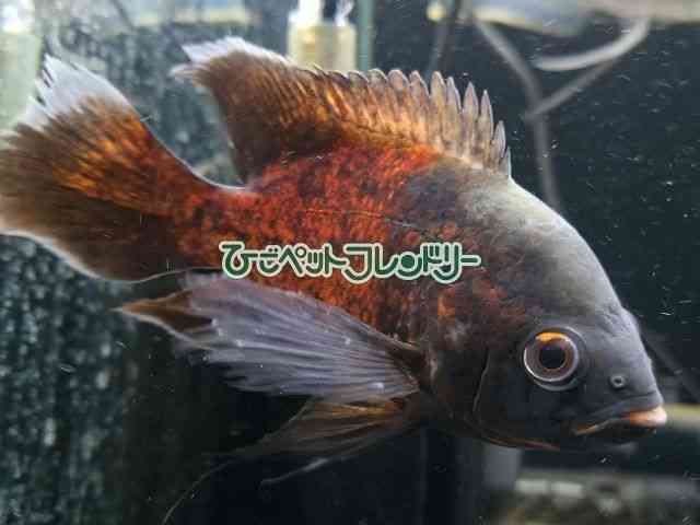 card-img