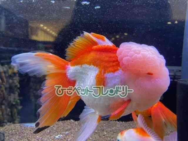 card-img