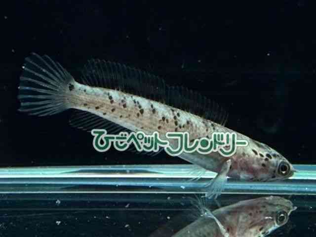 card-img