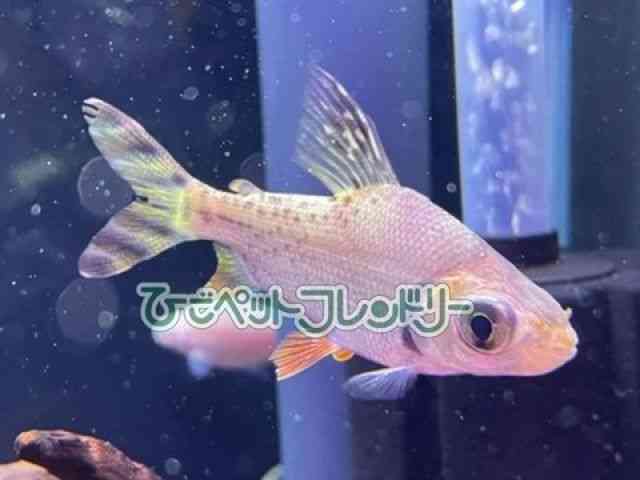 card-img