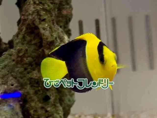 card-img