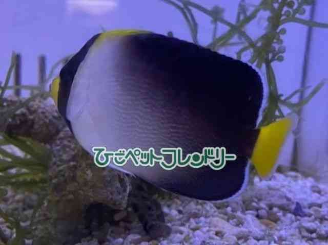 card-img
