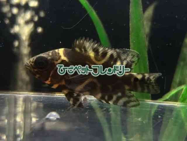 card-img