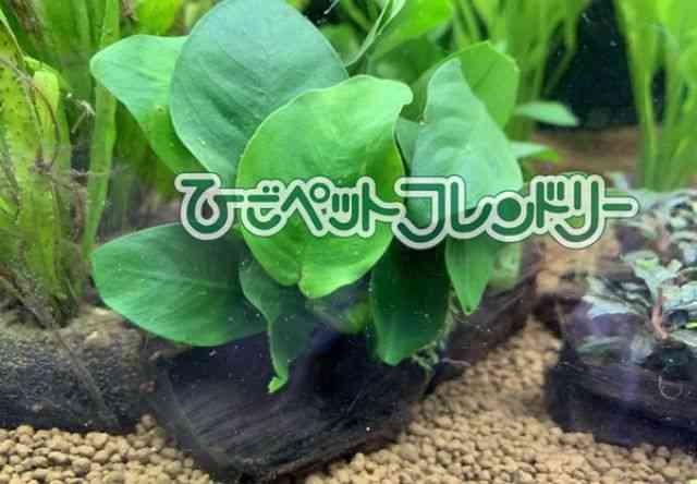 card-img