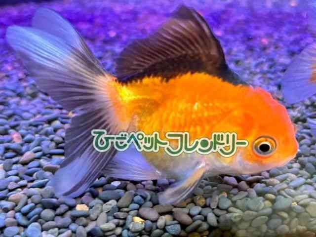 card-img
