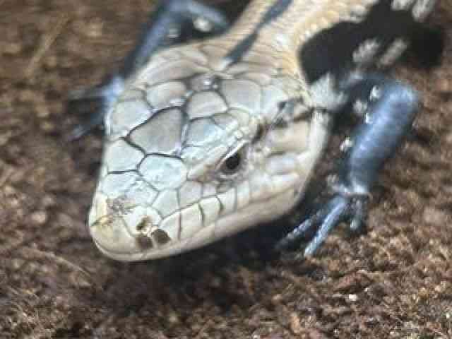 アオジタトカゲ
