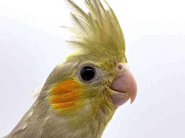 
                    オカメインコ