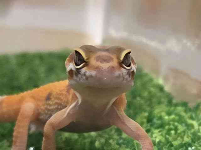 ヒョウモントカゲモドキ
