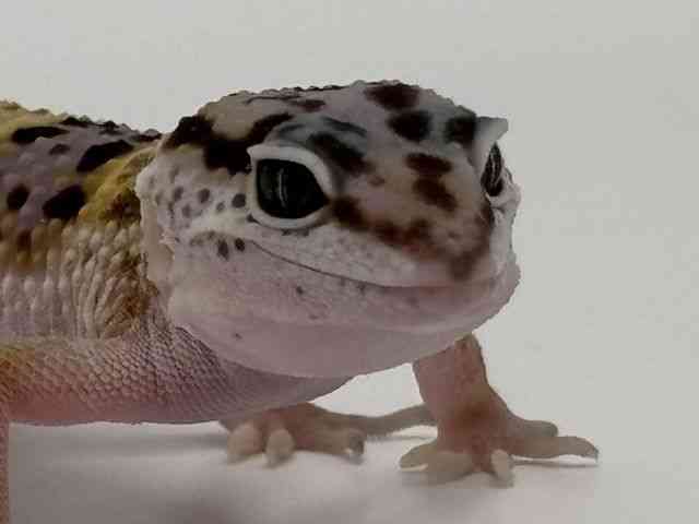 ヒョウモントカゲモドキ