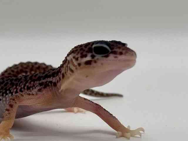 ヒョウモントカゲモドキ