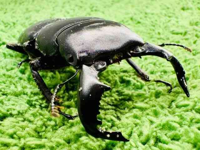 外国産
